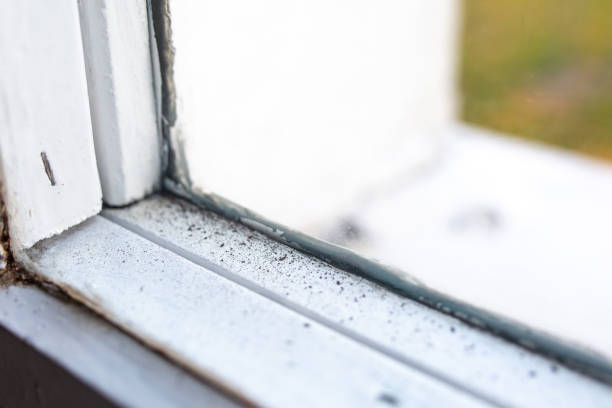 Best Emergency Mold Remediation  in Shokan, NY